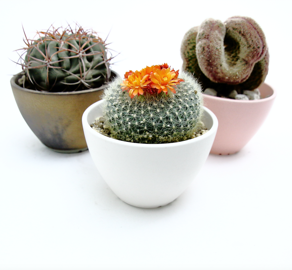 Plant Hunter Pot ミルク