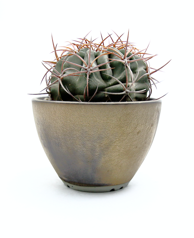 Plant Hunter Pot Bling Bling