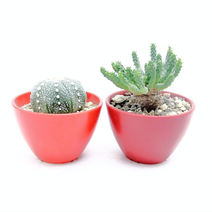 Plant Hunter Pot ワインレッド