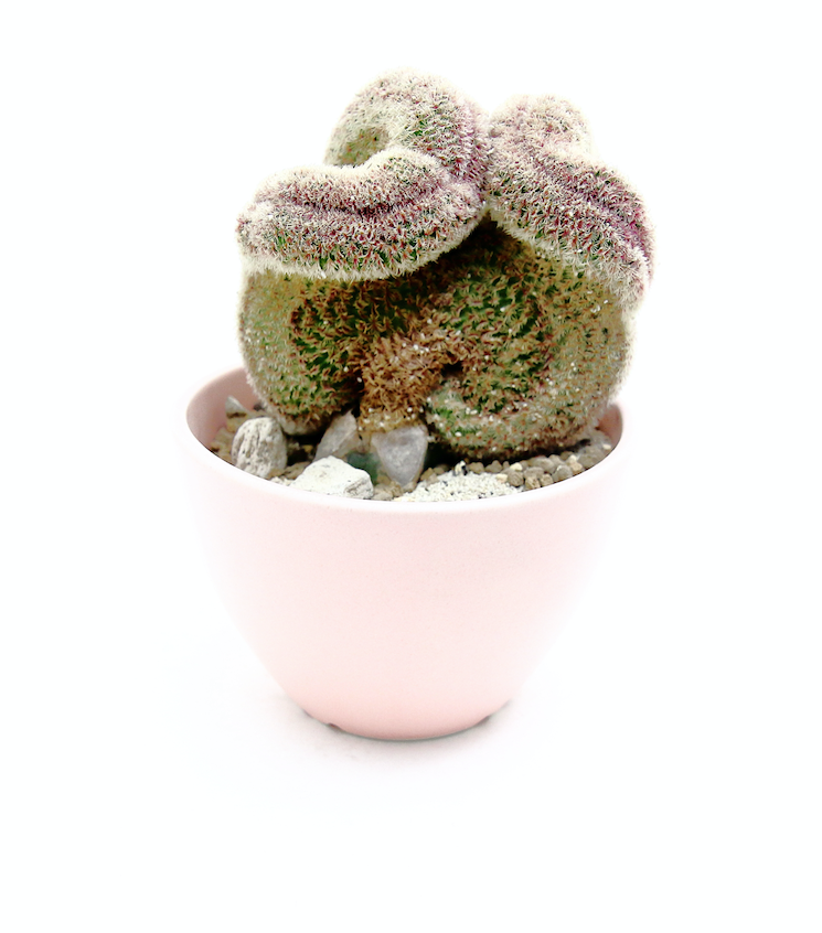 Plant Hunter Pot サクラ