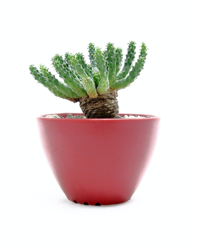 Plant Hunter Pot ワインレッド